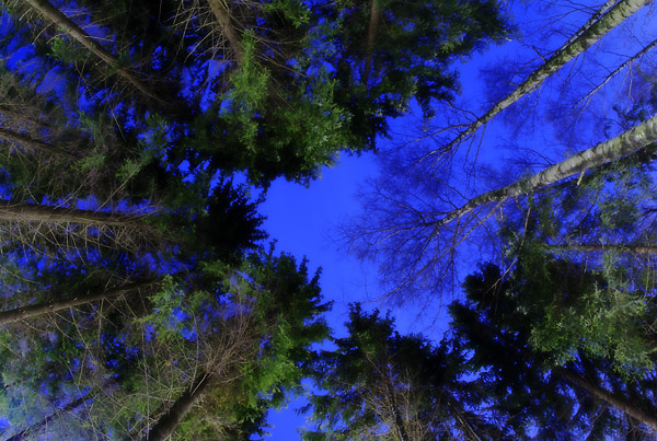 D200 Night Forest