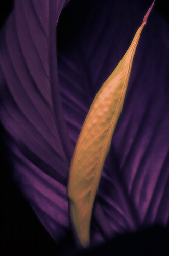 Ultraviolet Peace Lily, by D70
