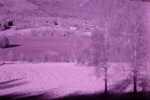 Infrared Landscape, by D2X & Wratten 87C