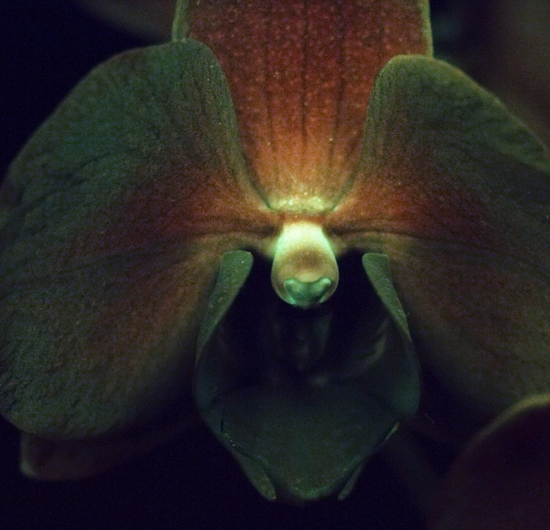 D3 UV test with Moth Orchid