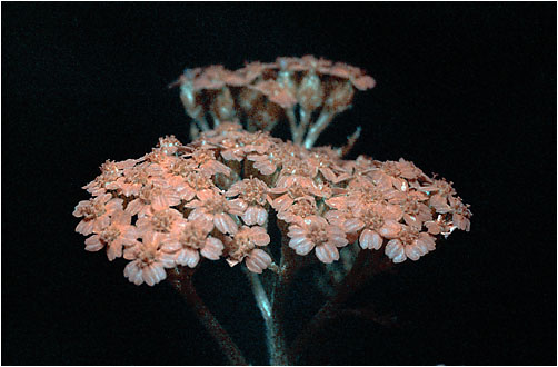 Achillea millefolium. UV light