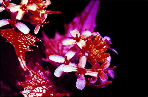 Alliaria petiolata. Ultraviolet light
