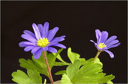 Anemone blanda. Visible light