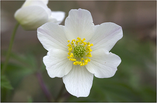 Anemone nemorosa. Visible light