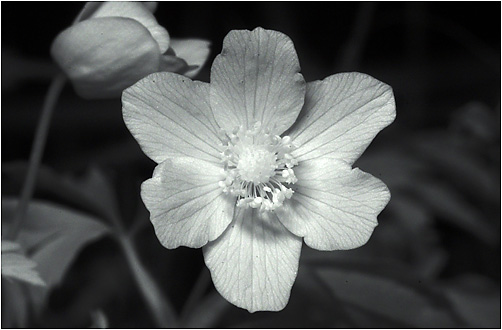 Anemone nemorosa. IR light