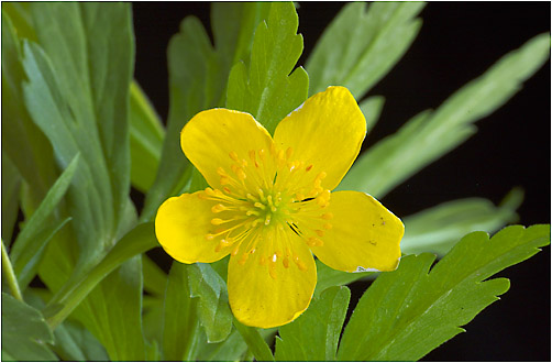 Anemone ranunculoides. Visible light