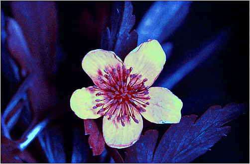 Anemone ranunculiodes. UV light