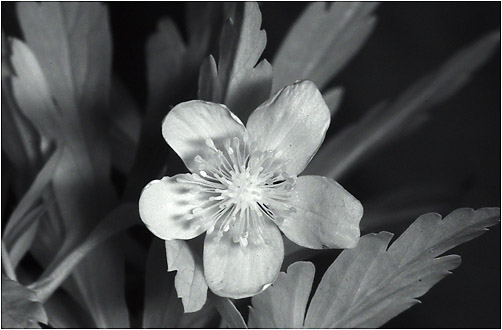 Anemone ranunculoides. IR light