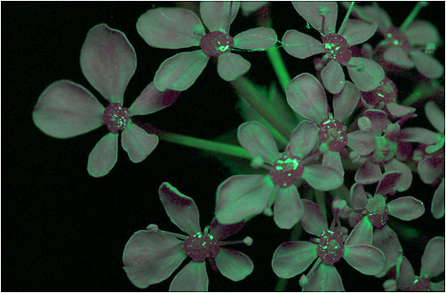 Angelica sylvestris. UV light