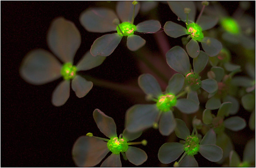 Angelica sylvestis. UV lfluorescence