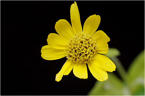 Arnica angustifolia (.alpina). Visible light