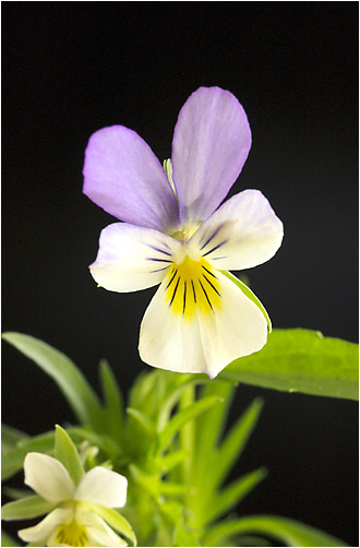 Viola arvens x tricolor. Visible light