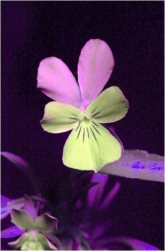 Viola arvensis x tricolor. UV light