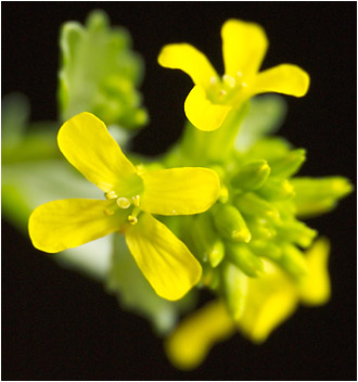 Barbarea vulgaris. Visible light