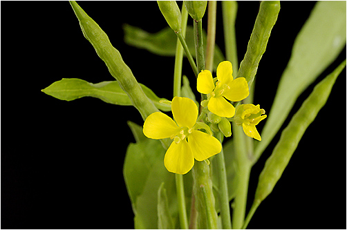 Brassica nigra . Visible light