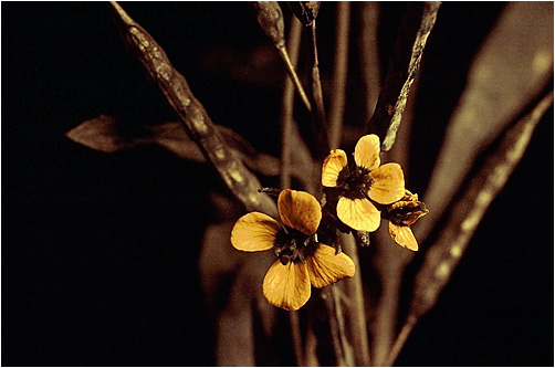 Brassica nigra . UV light