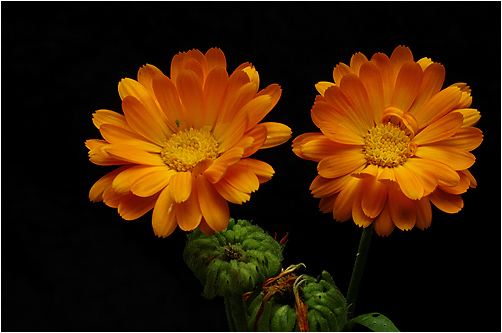 Calendula officinalis Visible light