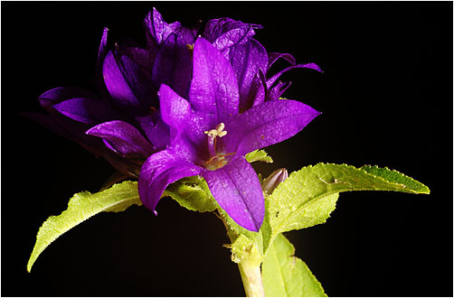 Campanula glomerata. visible light