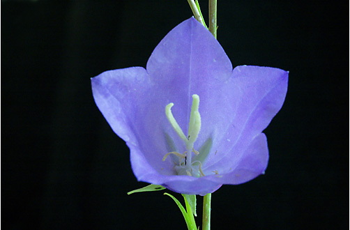 Campanula persicifolia. Visible light