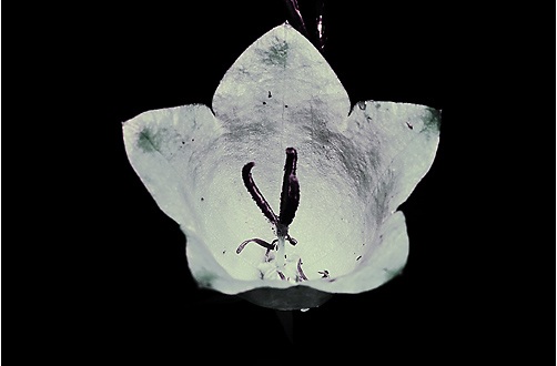 Campanula persicifolia. UV light