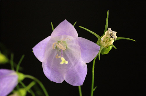 Campanula rotundifolia. visible light