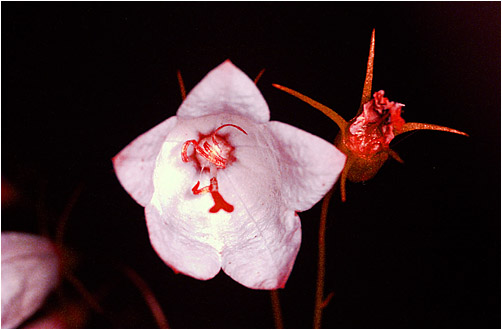Campanula rotundifolia. UV light