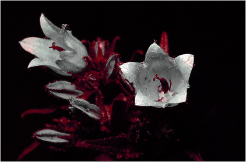 Campanula trachelium. UV light