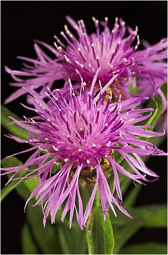 Centaurea jacea. Visible light