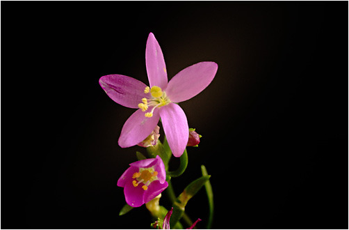 Centaurium littorale: Visible light