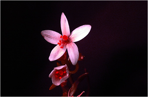 Centaurium littorale. UV light