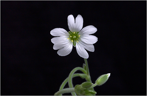 Cerastium arvense. Visible light