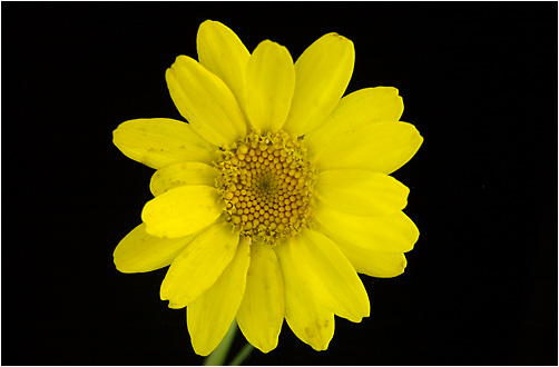 Chrysanthemum segetum. Visible light