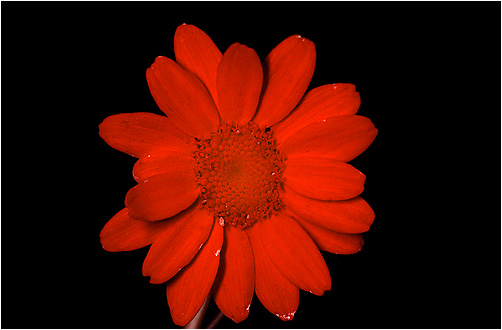 Chrysanthemum segetum. UV light