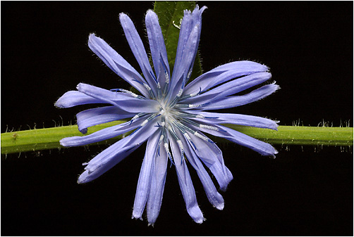 Cichorium intybus. Visible light