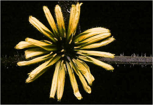 Cichorium intybus. UV light