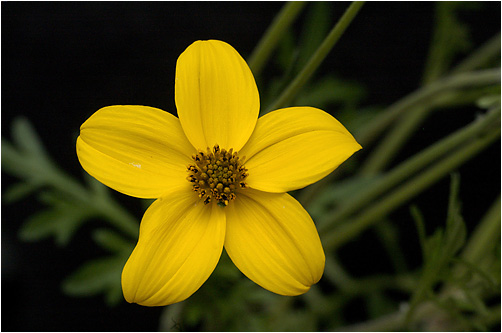 Coreopsis sp. Visible light