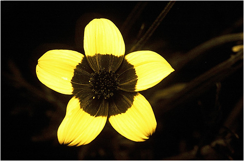 Coreopsis sp. UV light