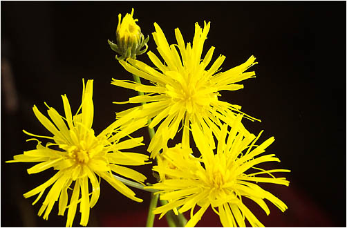 Crepis biennis. Visible light