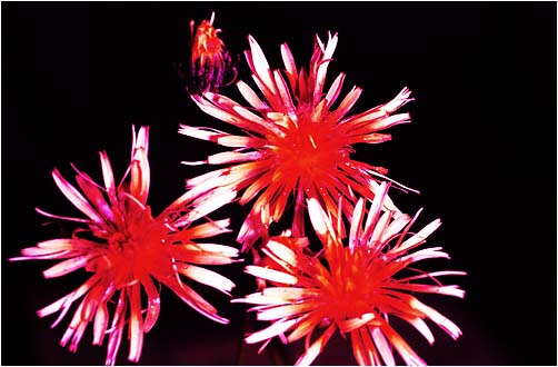 Crepis biennis. UV light