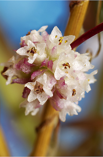 Cuscuta europaea ssp. halophyta. Visible light