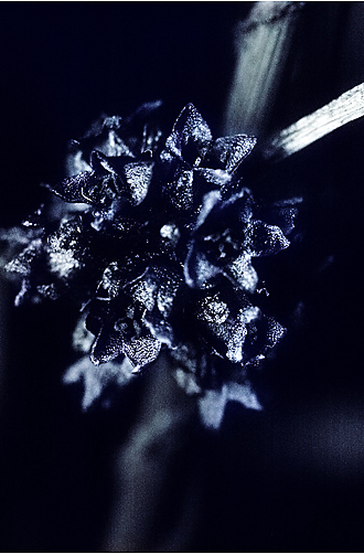 Cuscuta europaea ssp. halophyta. UV light