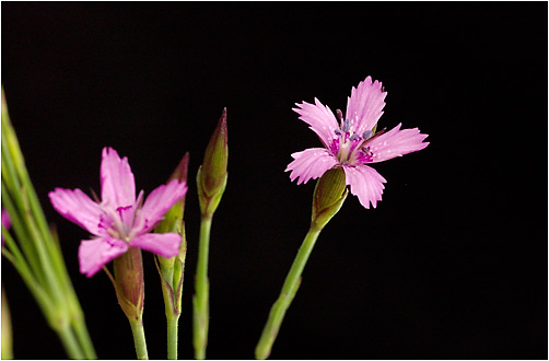 Dianthus deltoides. Visible light