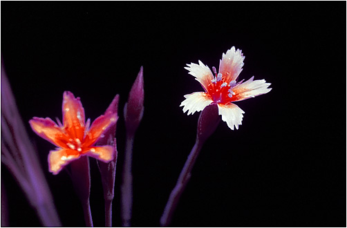 Dianthus deltoides. UV light