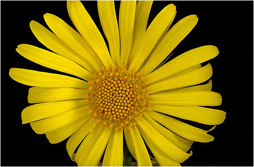 Doronicum orientale. Visible light