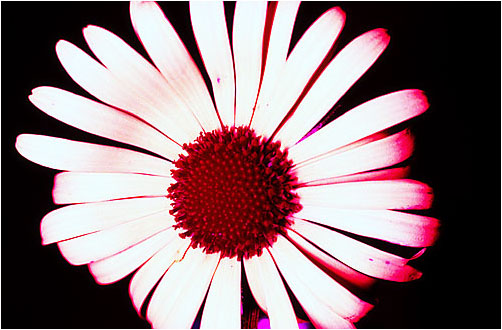 Doronicum orientale. UV light
