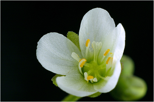 Drosera longifolia. Visible light