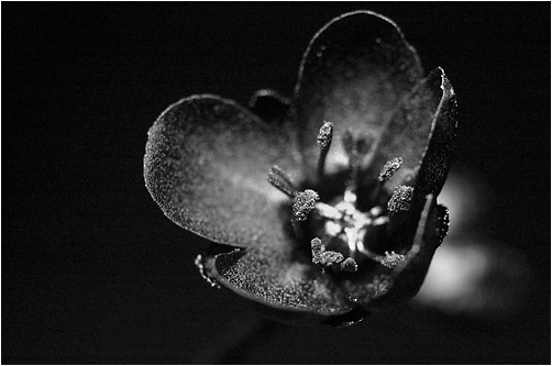 Drosera longifolia. UV light