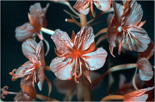 Epilobium angustifolium. UV light