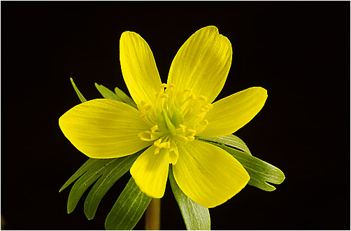 Eranthis hyemalis. Visible light