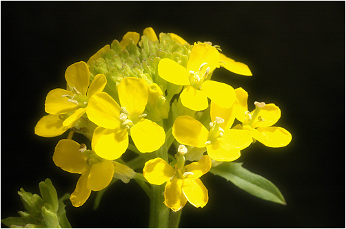 Erysimum hieracifolium. Visible light
